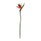 Tropical Bird of Paradise Stem by Ashland®